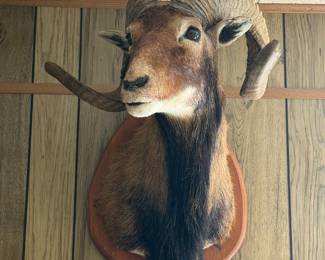 A lot of taxidermy