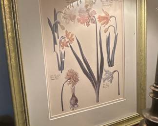 Antique Botanical Print of Narcissus