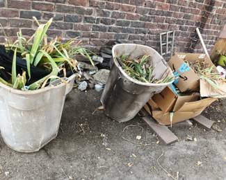 Tubs of iris bulbs needing a home