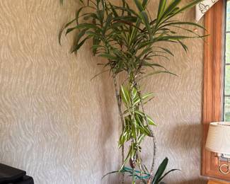 Tree plants