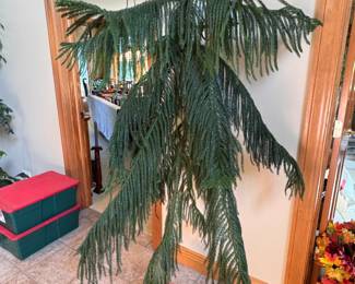 Norfolk pine