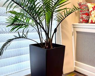 SOLD-Majesty Palm in square planter- planter is 22"H