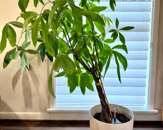Braided Money Tree plant- planter is 13.5Dx13H- $70