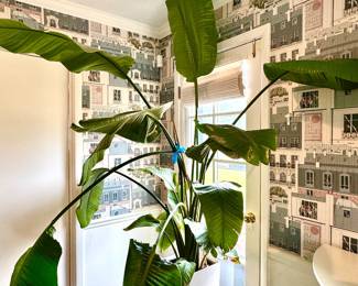 White Bird of Paradise in white square planter- planter is 22"H- $80