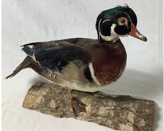 Male Wood Duck Taxidermy Mount on a Driftwood Base