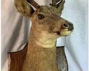 8 Point White Tail Deer Taxidermy Mount - Ontario, Canada 10/23/1973