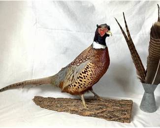 Male Ring-Necked Pheasant Mount of Wood Base with Small Galvanized Pitcher of Misc. Bird Feathers