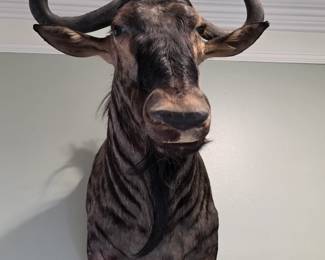 African Wildebeest Shoulder Mount