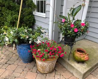 Various Plants/Pots
