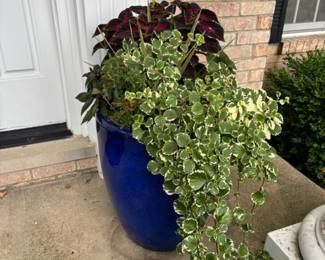 Large Blue Pot w/Plants