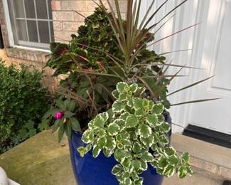 Large Blue Pot w/Plants