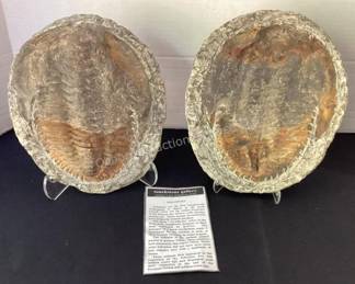2 Trilobite fossils on stands