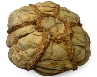 Fossilized Rock
