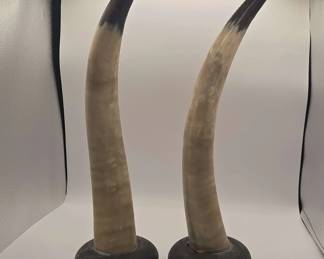 Decorative Pair of Polished Animal Horns On Rounded Wooden And Metal Display Bases