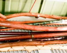 WALKING STICKS