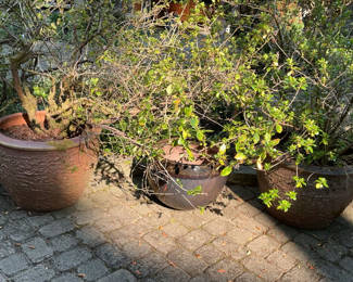Lot 111: Large Outdoor Pots With plants