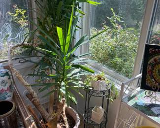 Plants