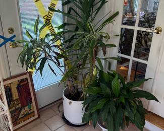 Plants