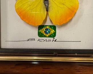 Brazilian Framed Butterfly Specimen Display