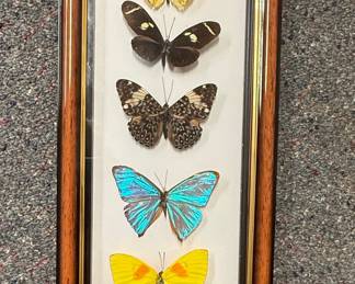 Brazilian Framed Butterfly Specimen Display