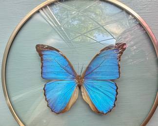 Morpho Didius Butterfly in Brass-Tone Frame