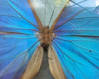 Morpho Didius Butterfly in Brass-Tone Frame