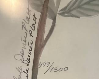 Kay DeMund Platt "Elegant Beauty" Rose Print
