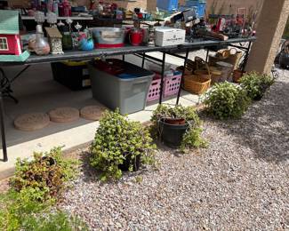 Potted Plants for Sale