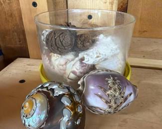 262 decorativeseashellsandshellcollectio