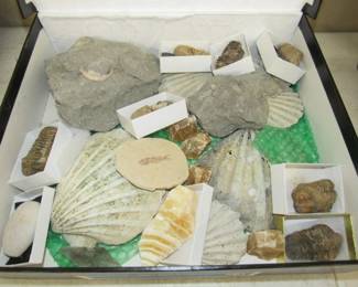 1 of 5 Boxes of Fossils