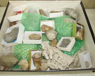 Another Box of Fossils - 3 More Boxes Not Shown