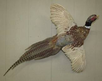 Taxidermy Pheasant 