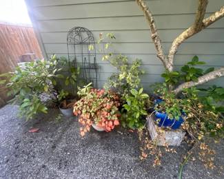 plants