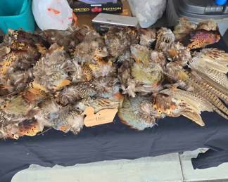 SU117Pheasant Pelts