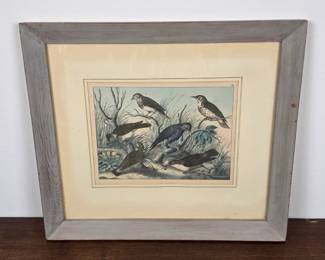 Lot #15 - Antique Color Engraving Ornithology Bird in Rustic Wood Frame