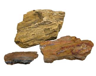 Lot #34 - Natural Petrified Wood Rock Specimens Unique Geological Collectibles