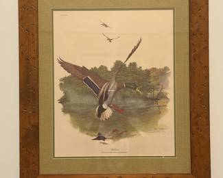 Ray Harn Mallard framed print