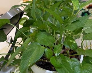 We have plants