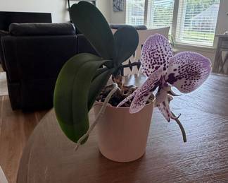 Spotted Phalaenopsis Moth Orchid