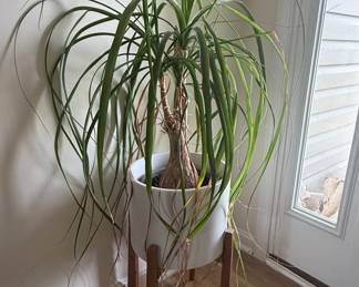 Ponytail Palm in Mid-Century Style Planter