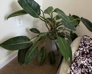 Philodendron 'Congo Green' Houseplant