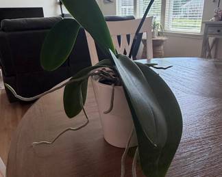 Phalaenopsis Orchid in Ceramic Pot