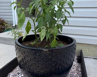Large Glazed Ceramic Planter with Diamond Texture - Pepper Plant