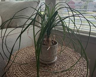 Beaucarnea recurvata Ponytail Palm