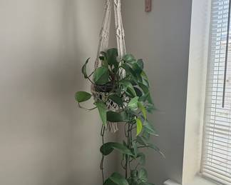 Macrame Plant Hanger with Curved Wooden Wall Bracket