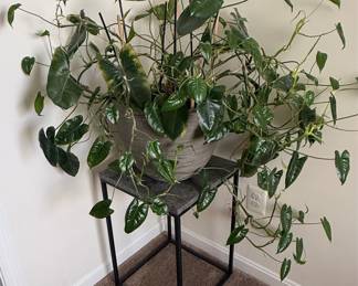 Silver Satin Pothos (Scindapsus pictus 'Argyraeus')