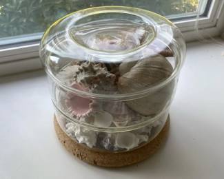 Sectioned Glass Box Filled with Seashells including Moon Snail Shell