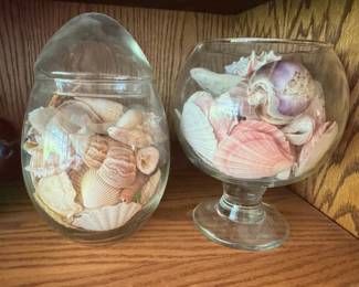 Collectible Shells In Glass Containers