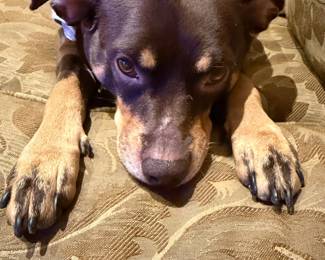 Adorable Zelda/  family pet ( everyone knows this) She is NFS.