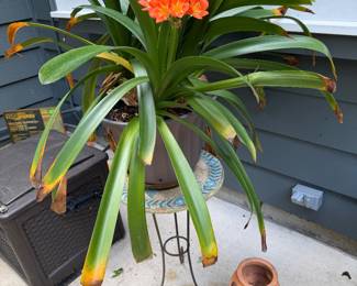 Garden Plant